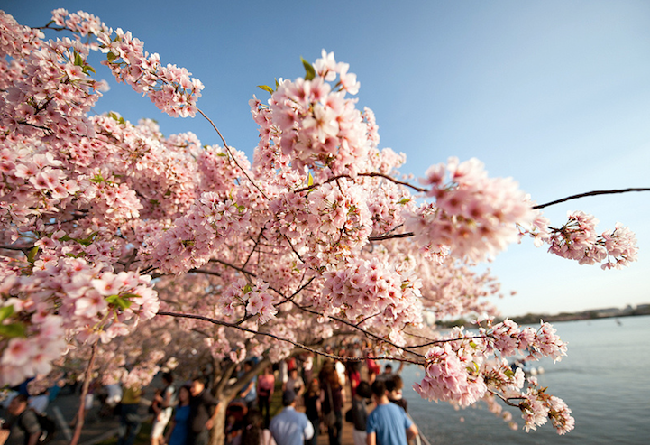 Cherry blossom trees near a Kyoto path