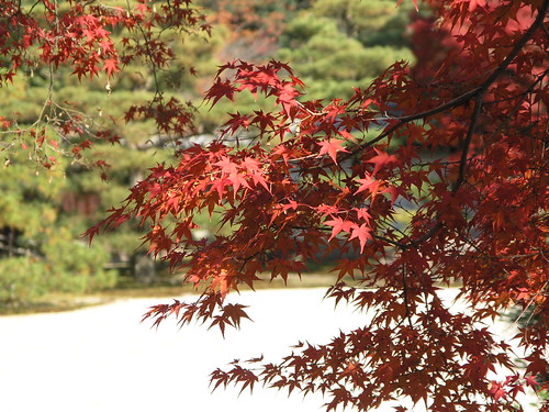 Autumn maple trees in Kyoto garden